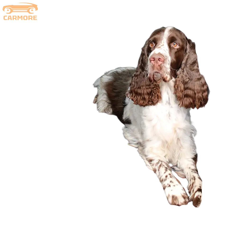 Brava Auton takapenkin suoja